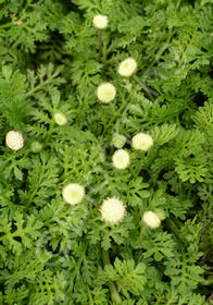 Achillea 'Brass Buttons'