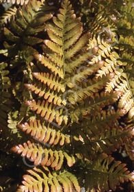 Dryopteris erythrosora