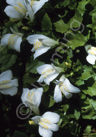 Mazus radicans 'Albiflorus'