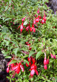 Fuchsia 'Little Giant'