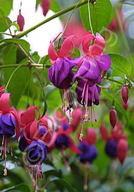 Fuchsia  'Army Nurse'