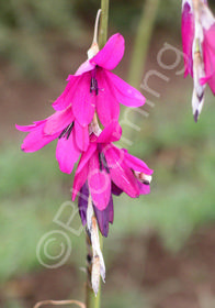 Dierama pulcherrimum