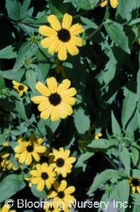 Rudbeckia triloba                       