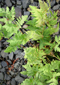 Osmunda regalis