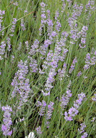 Lavandula x intermedia 'Fred Boutin'