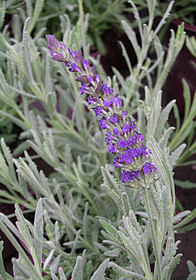 Lavandula x ginginsii 'Goodwin Creek Grey'