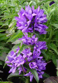 Campanula glomerata 'Joan Elliott'