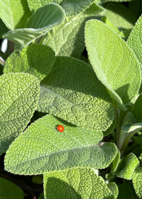 Salvia officinalis 'Berggarten'