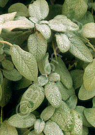 Salvia officinalis 'Berggarten'