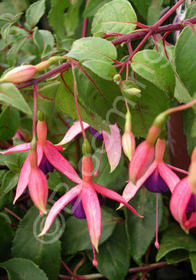 Fuchsia 'Chillerton Beauty'