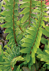 Polystichum acrostichoides