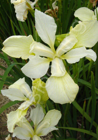 Iris sibirica 'Chartreuse Bounty'