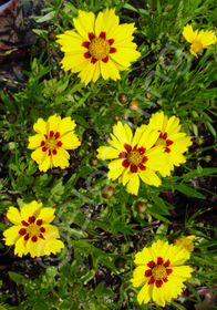 Coreopsis lanceolata Sterntaler'