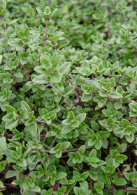 Thymus vulgaris 'English Wedgewood'