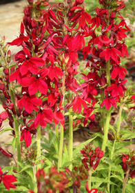 Lobelia x speciosa 'Compliment Deep Red'