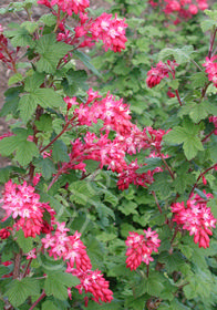 Ribes sanguineum 'King Edward VII'