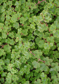Rubus pentalobus 'Formosan Carpet'