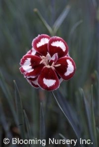 Dianthus gratianopolitanus 'Lace Hero'            