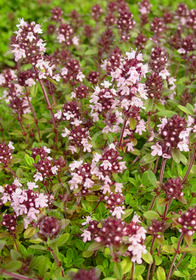 Thymus  Pink Ripple'