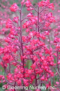 Heuchera x brizoides 'Fire Sprite'                