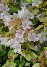 Abelia schumanii 'Saxon Gold'