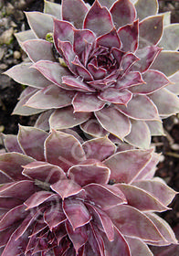 Sempervivum 'Topaz'