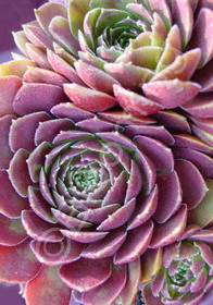 Sempervivum 'Rojin'