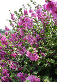 Lavatera thuringiaca 'Rosea'