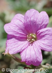 Geranium x oxonianum 'Rosenlicht'