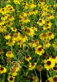 Helenium bigelovi 'The Bishop'