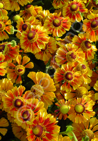 Helenium 'Feuersiegel'