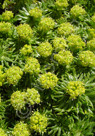 Azorella trifurcata 'Nana' 