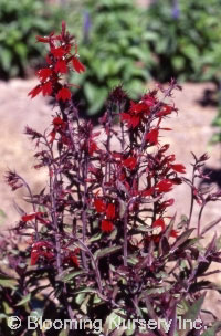 Lobelia x speciosa 'Dark Crusader'                