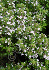 Thymus vulgaris 'Narrow Leaf French'