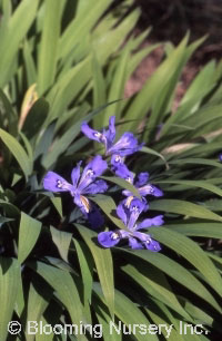 Iris cristata                                     