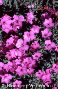 Dianthus x arvernensis                            