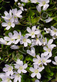 Oxalis oregana