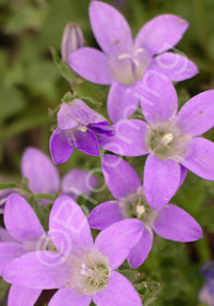 Campanula portenschlagiana