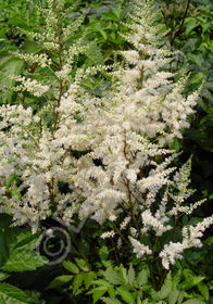 Astilbe x arendsii 'Irrlicht'