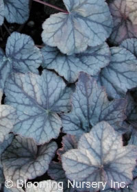 Heuchera 'Pewter Veil'                            