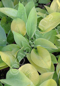 Hosta 'Abiqua Recluse'