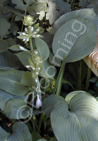 Hosta sieboldiana 'Elegans'