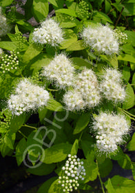 Spiraea japonica 'White Gold'