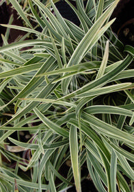 Ophiopogon japonicus 'Pam Harper'