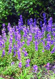 Campanula latiloba 'Highcliffe'