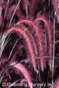 Pennisetum macrostachyum 'Burgundy Giant'