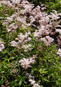 Filipendula palmata 'Nana'