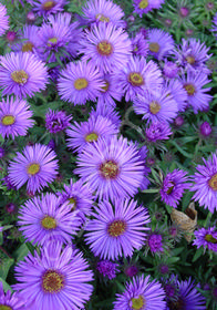 Aster novae-angliae 'Purple Dome'