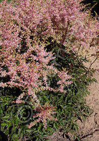 Astilbe simplicifolia 'Hennie Graafland'