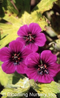 Geranium 'Ann Folkard'